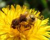 Andrena humilis